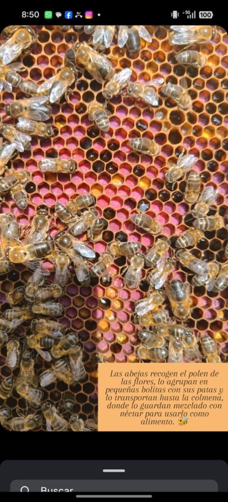Abejas trabajando sobre un panal de miel cruda