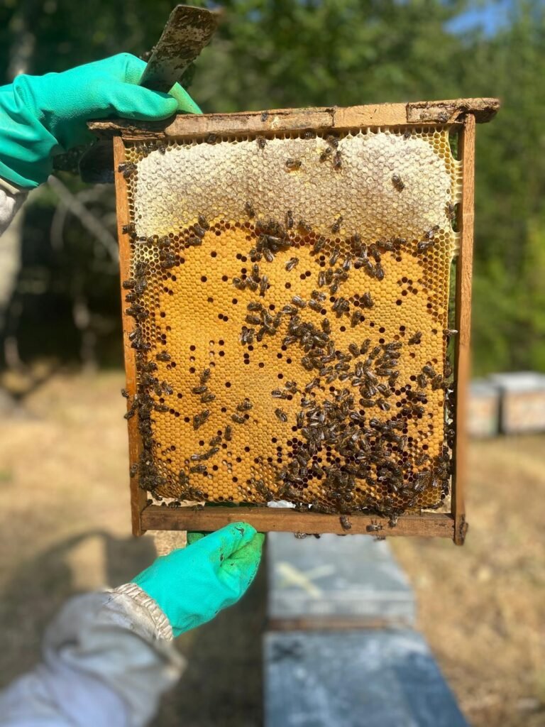Panal con miel cruda cristalizando y abejas de las colmenas de Montes de Granadilla