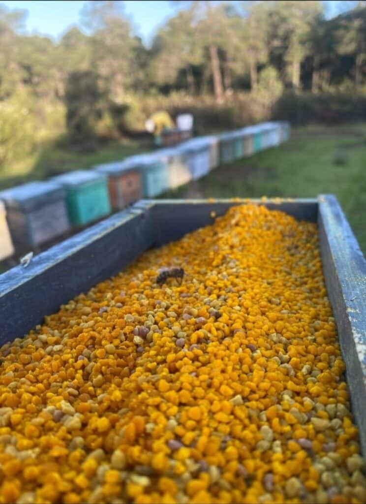 Polen de abeja recién recolectado en el colmenar de Montes de Granadilla