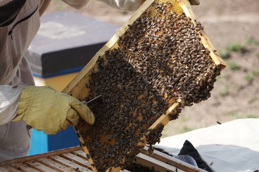Apicultor revisando un panal cubierto de abejas durante la extracción de la miel